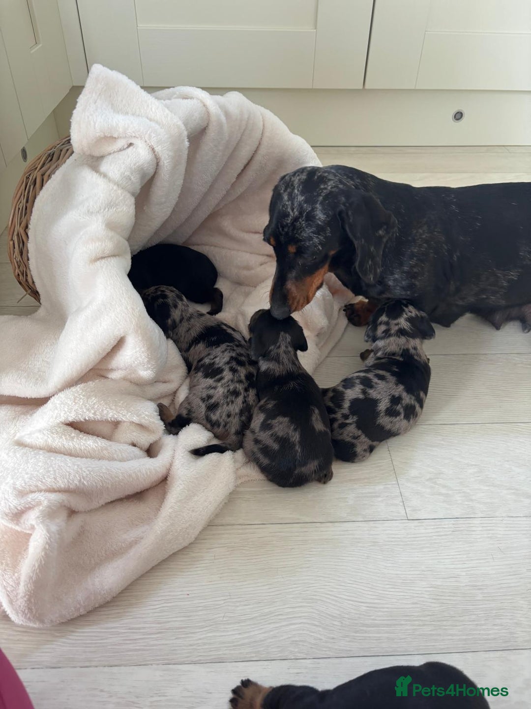 Mixed Breed dogs for sale: Dapple Shnoxy puppies for sale - Image 2