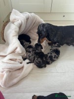 Mixed Breed dogs - Advert 10