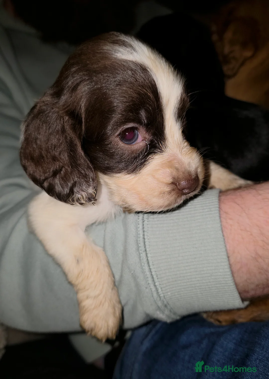 Cocker Spaniel dogs for sale: Cocker spaniel pups ready NEXT WEEK - Advert 1