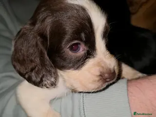 Cocker Spaniel dogs 7 Cocker spaniel pups ready to leave 28/2/26 - Advert 15