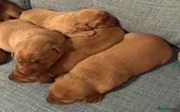 Labrador Retriever dogs for sale: Fox Red, Health Tested, KC Reg Lab Puppies - Advert 14