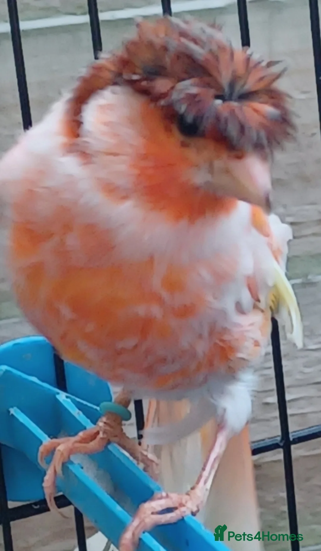 Canaries birds for sale: HARLEQUIN RED FACTOR PORTUGUESE CREASTED  - Advert 30