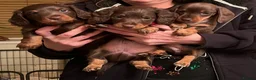Miniature Dachshund dogs for sale: kc mini dachshund pups READY NOW - Advert 17