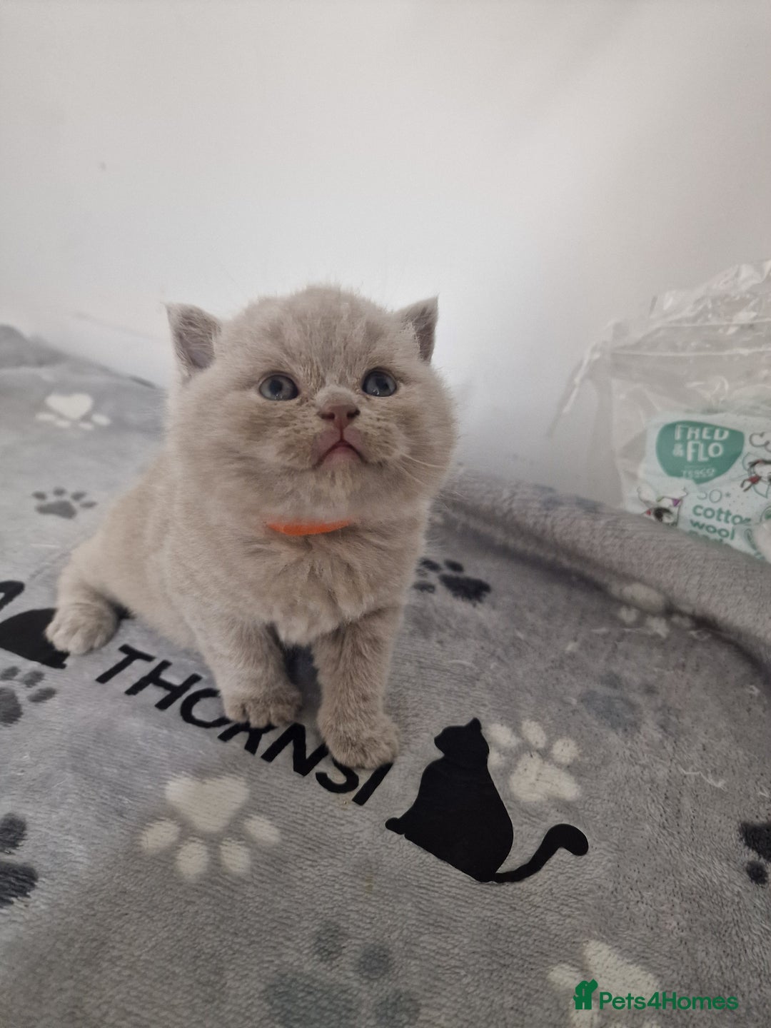 British Shorthair cats for sale: British shorthair GCCF pedigree ready christmas - Image 9