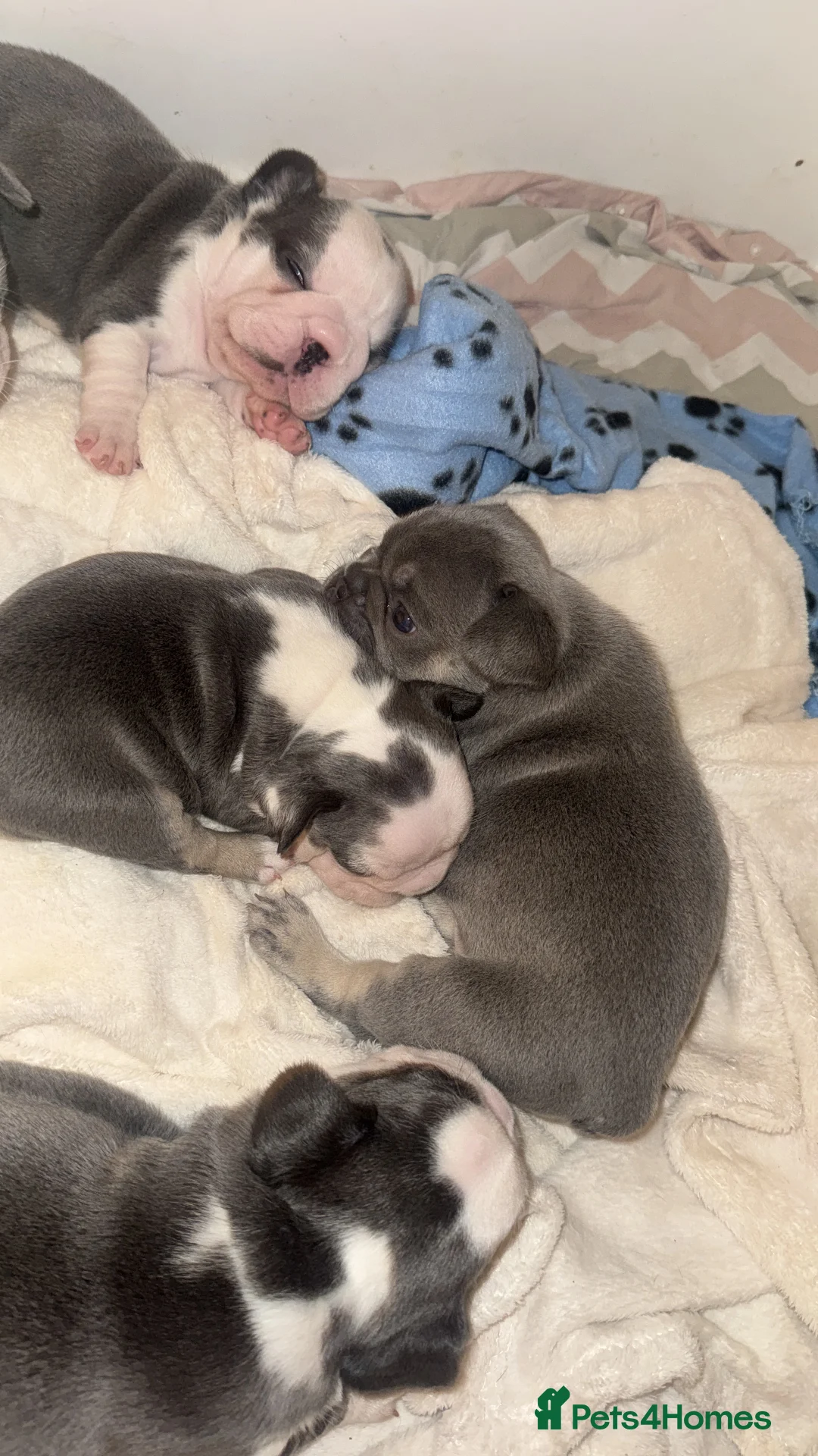 French Bulldog dogs for sale: Husky Pink Frenchies  - Advert 2