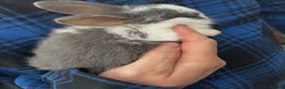 Mixed Breed rabbits for sale: bunnies  - Advert 2