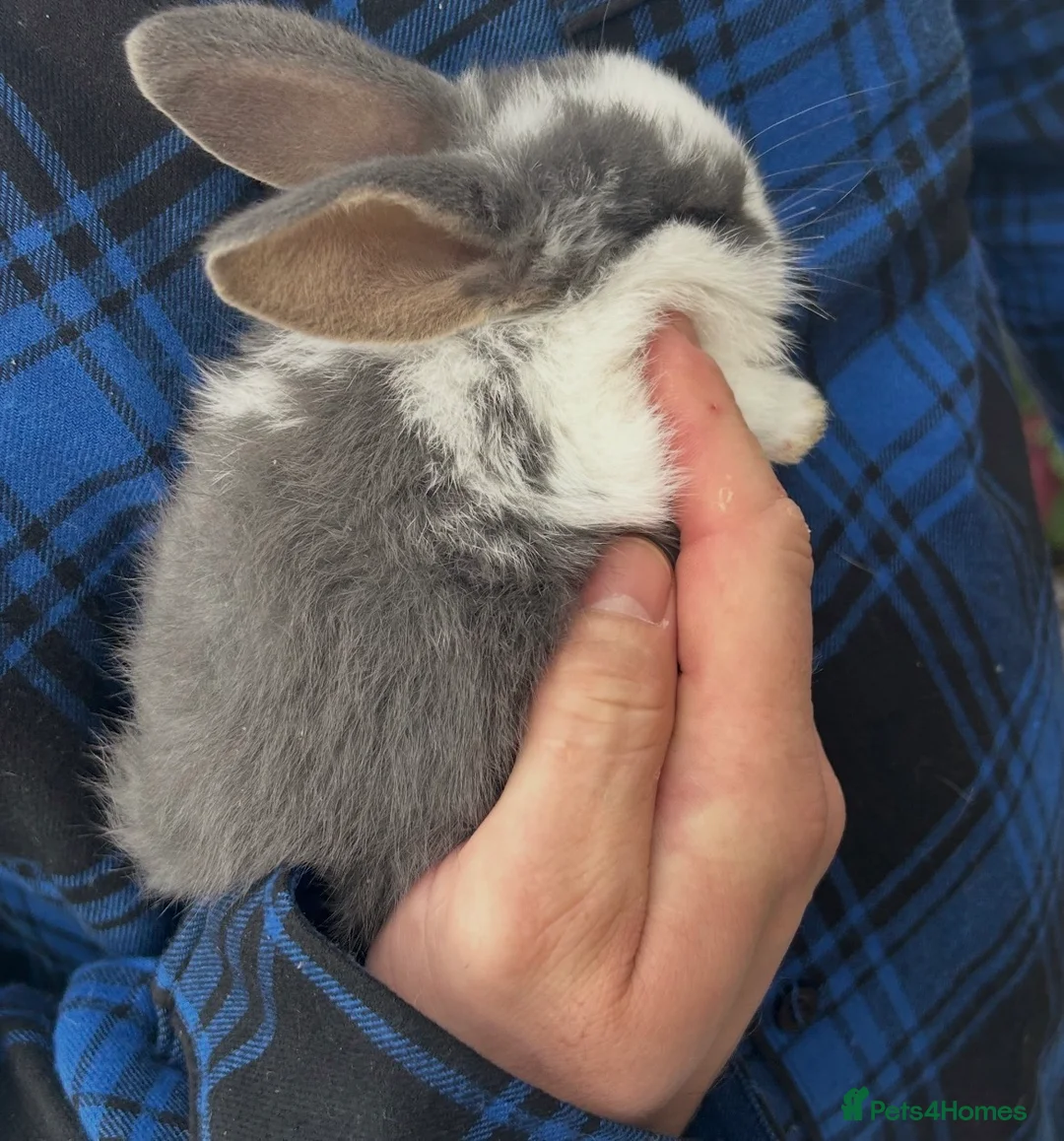 Mixed Breed rabbits for sale: bunnies  - Advert 2