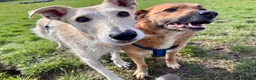Mixed Breed dogs for adoption: Two best friends looking for their forever home!  - Advert 2