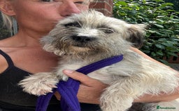 Mixed Breed dogs for adoption: Suzy - Norwich Norfolk  - Image 11