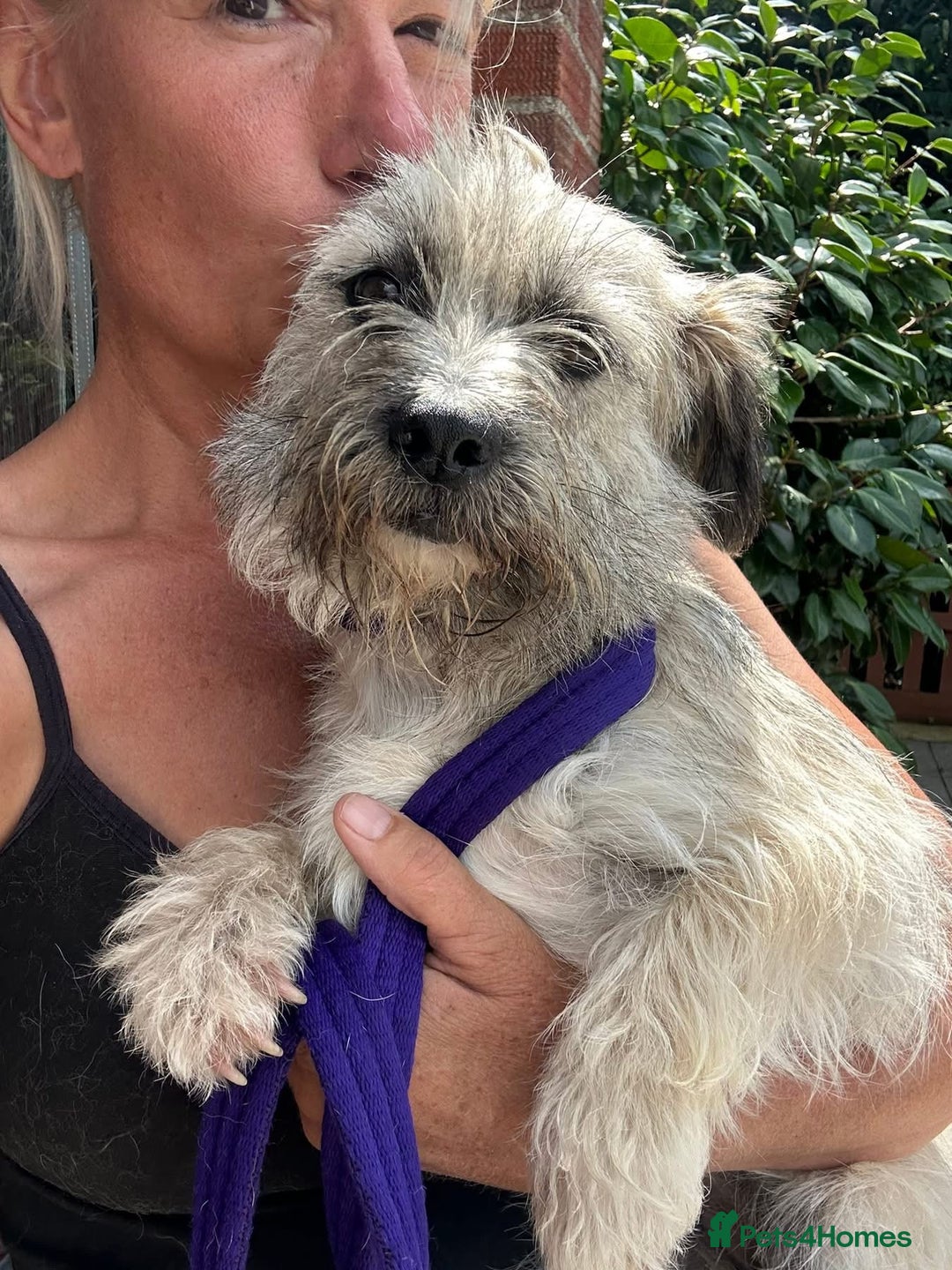 Mixed Breed dogs for adoption: Suzy - Norwich Norfolk  - Image 11