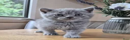 British Shorthair cats for sale: Pure British Shorthair kittens - Advert 3