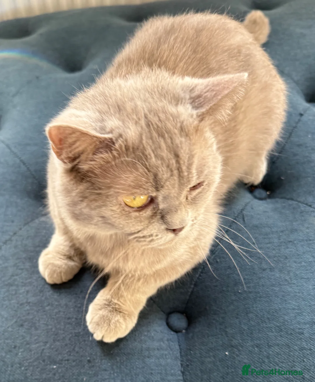 British Shorthair cats for sale: Adult - British Shorthair Lilac – - Advert 3