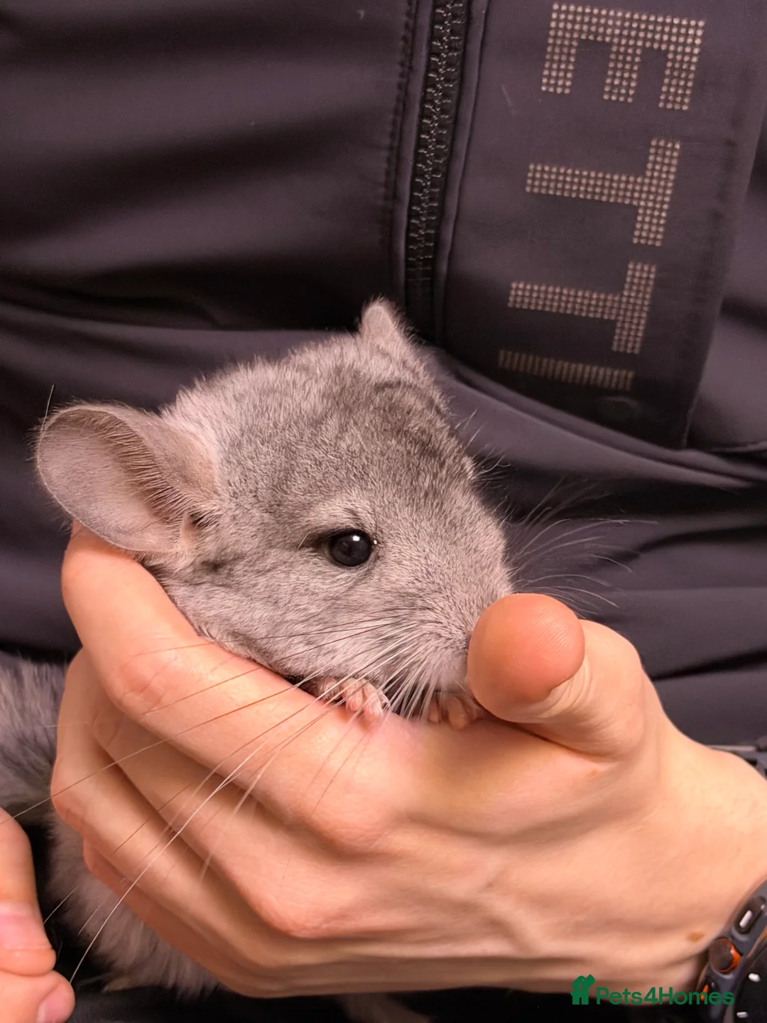 Chinchilla rodents for sale: TAME AND HANDLED DAILY CHINCHILLA FOR SALE  in Mansfield - Advert 10