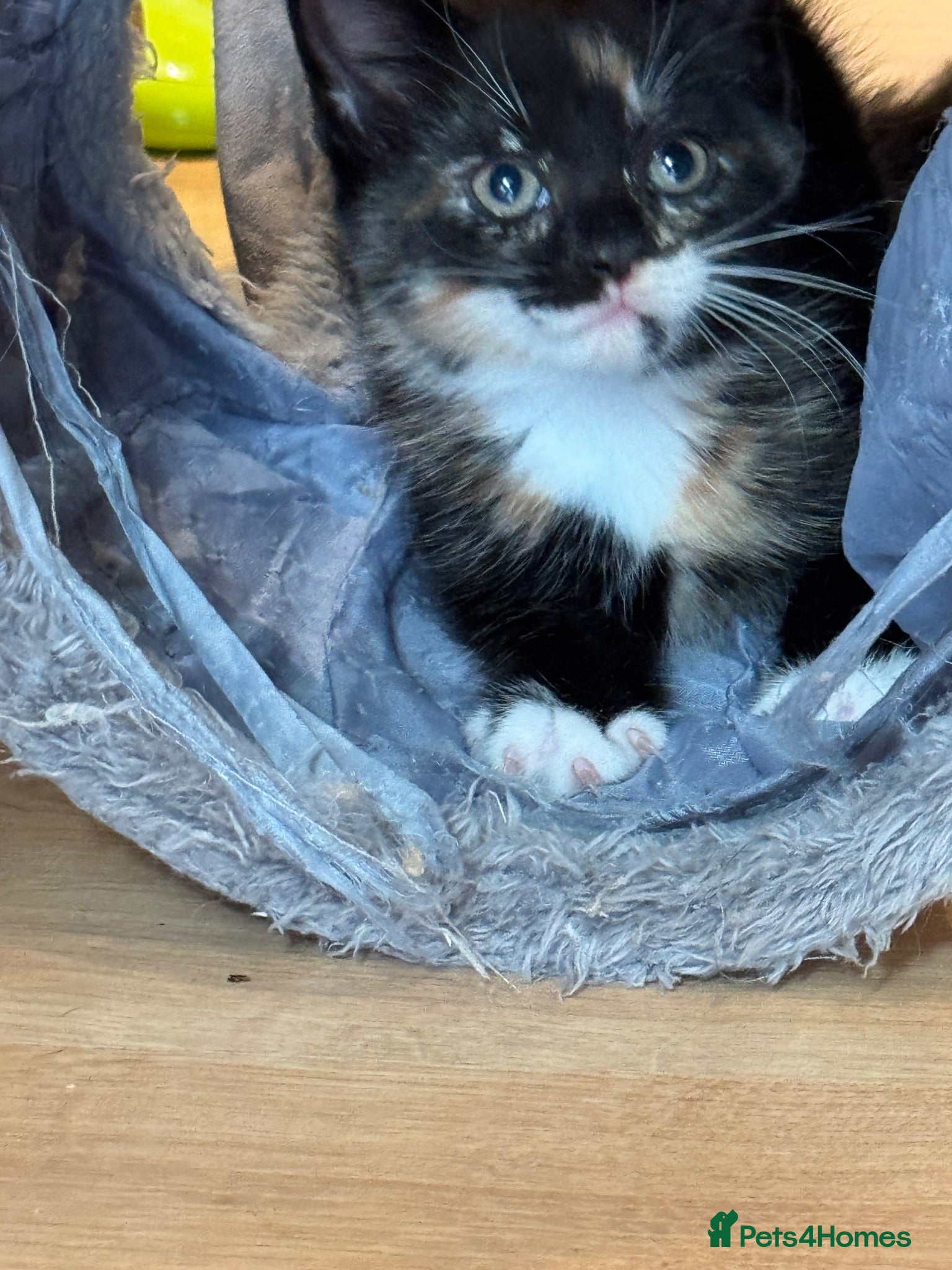 Domestic Shorthair cats Beautiful kittens ready to go 1st September  - Advert 2