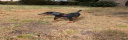 Dobermann dogs for sale: KC REGISTERED DOBERMANN PUPS – EXCEPTIONAL LITTER - Advert 26