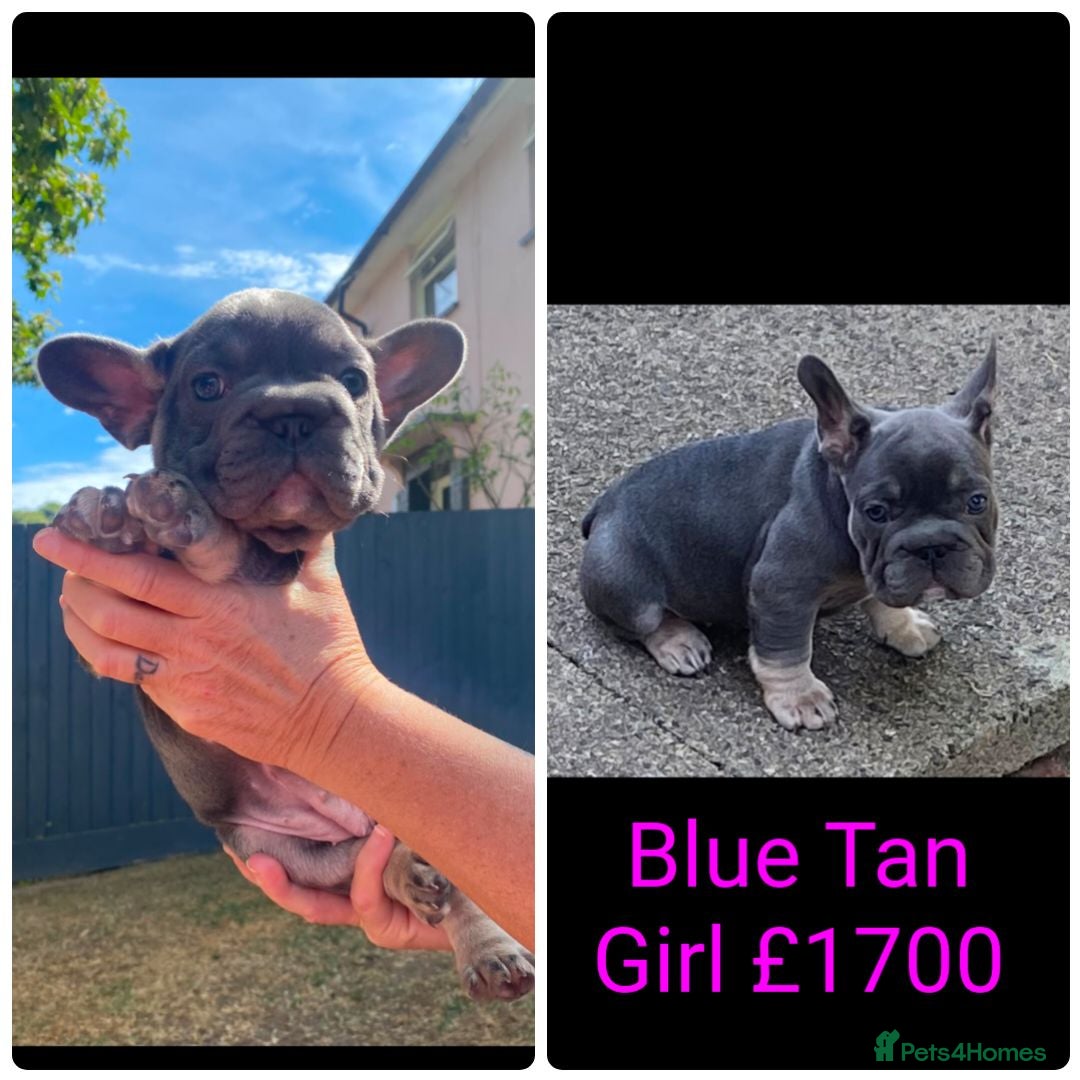 French Bulldog dogs  Beautiful French Bulldog Puppies from £1700 - Advert 2