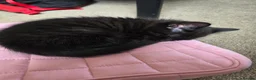Mixed Breed cats for sale: Beautiful kittens only 3 left - Advert 2