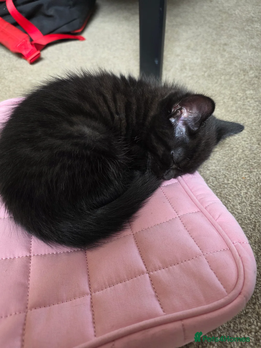 Mixed Breed cats for sale: Beautiful kittens only 3 left - Advert 2