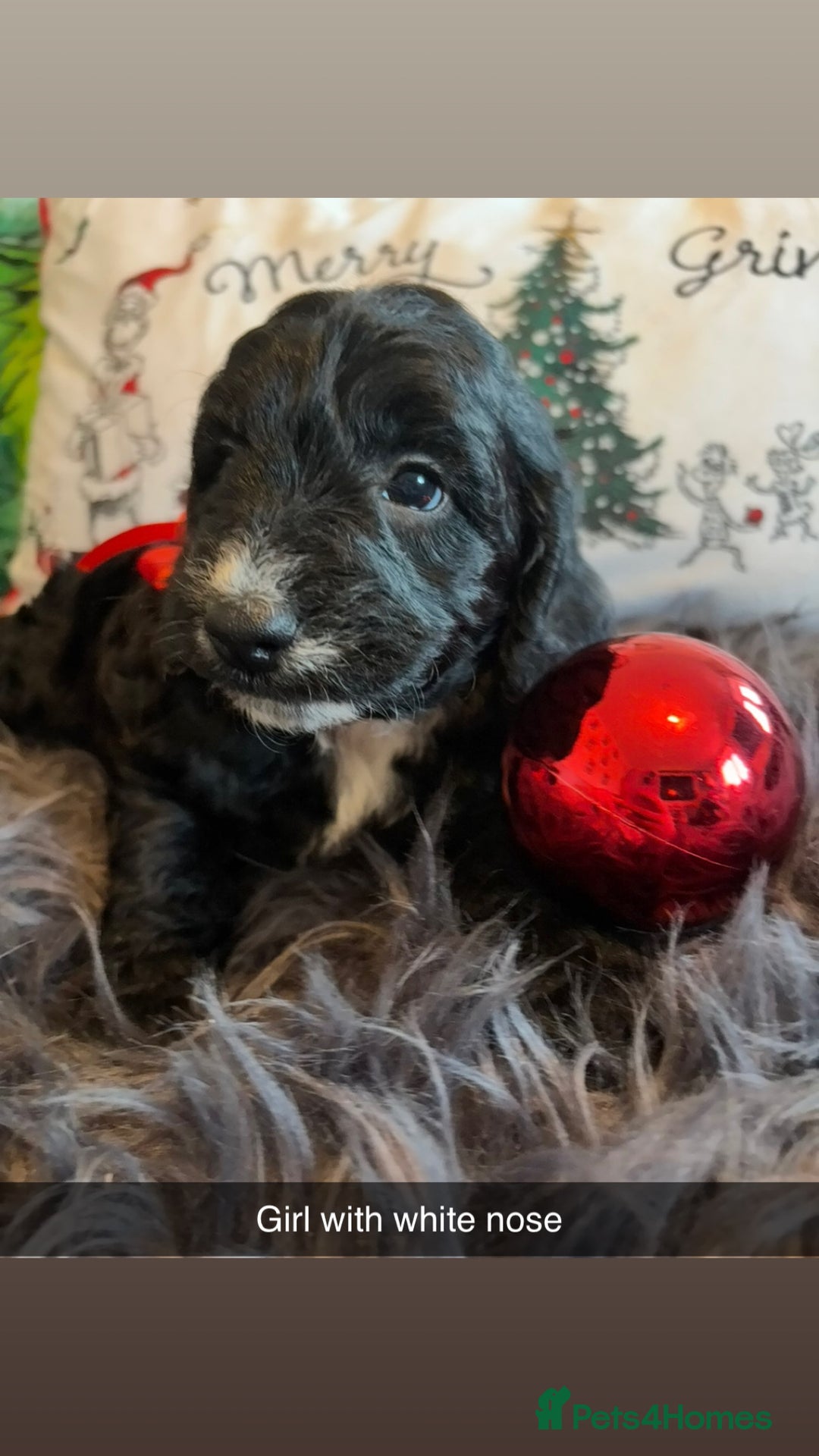 Sproodle dogs for sale: Sproodle puppies  - Advert 6