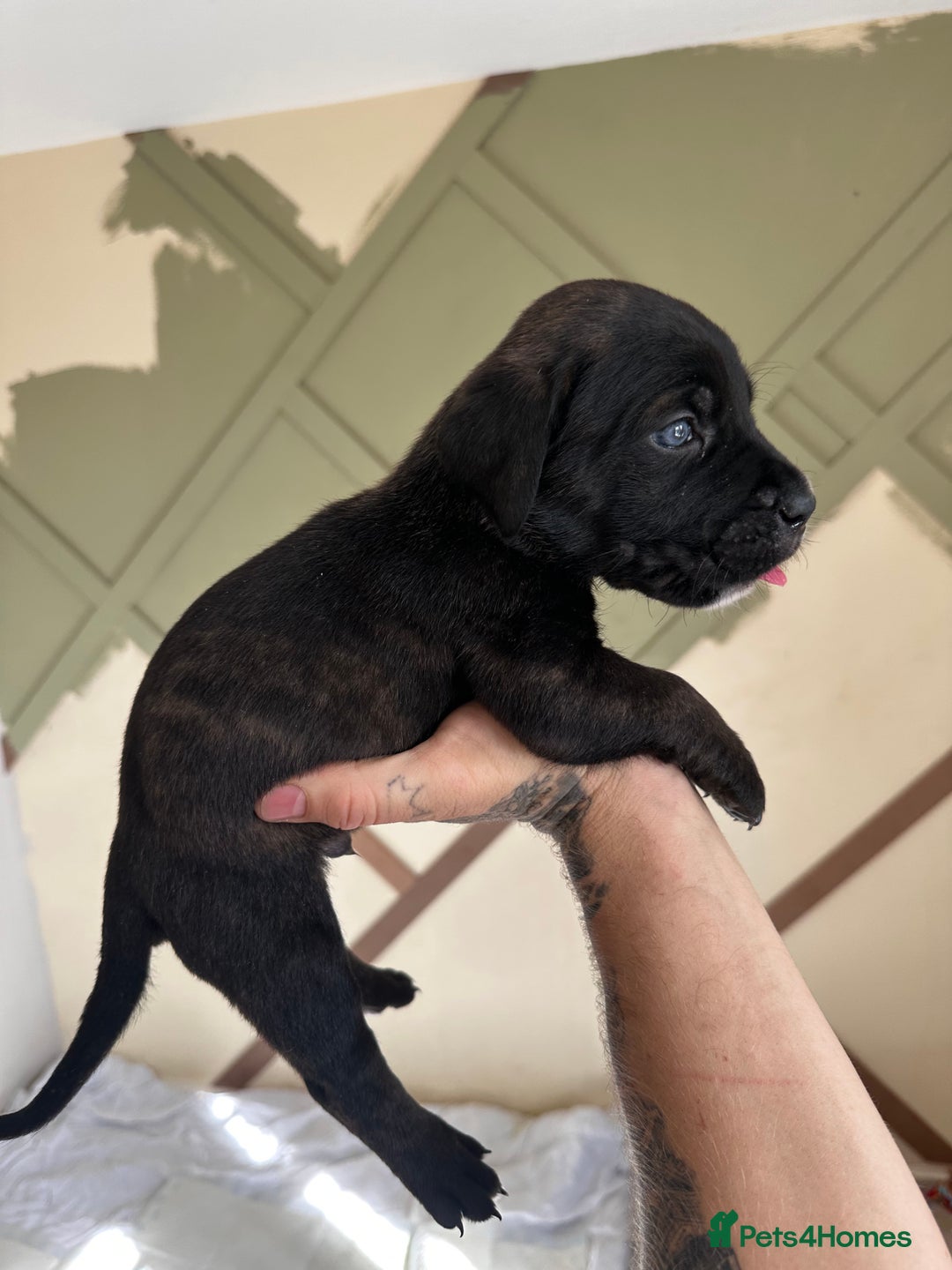 Cane Corso dogs for sale: Cane corso - Image 2