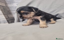 Patterdale Terrier dogs for sale: Patterdale pups - Image 5