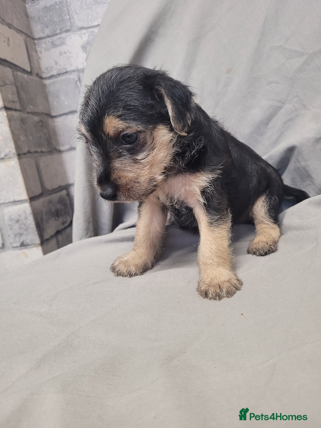 Patterdale Terrier dogs for sale: Patterdale pups - Image 5