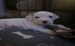 Dalmatian dogs for sale: Beautiful Dalmatian Puppies - Image 11