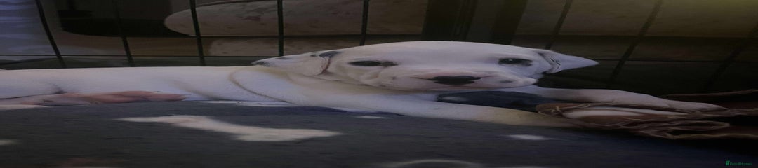 Dalmatian Puppy 1