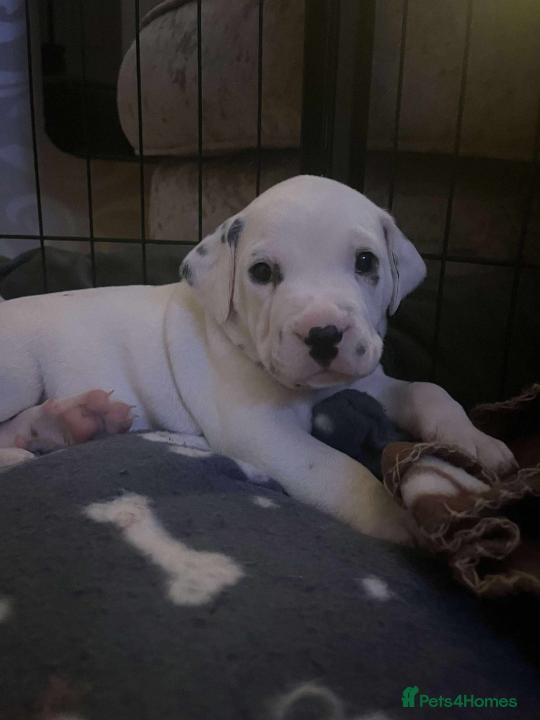 Dalmatian dogs for sale: Beautiful Dalmatian Puppies - Image 11