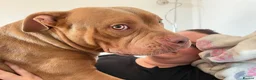 Staffordshire Bull Terrier dogs for sale: Dexter a loving pup need new home  - Advert 4