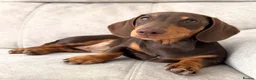Miniature Dachshund dogs for sale: 2 x female mini dachshunds for sale in Glasgow - Advert 3