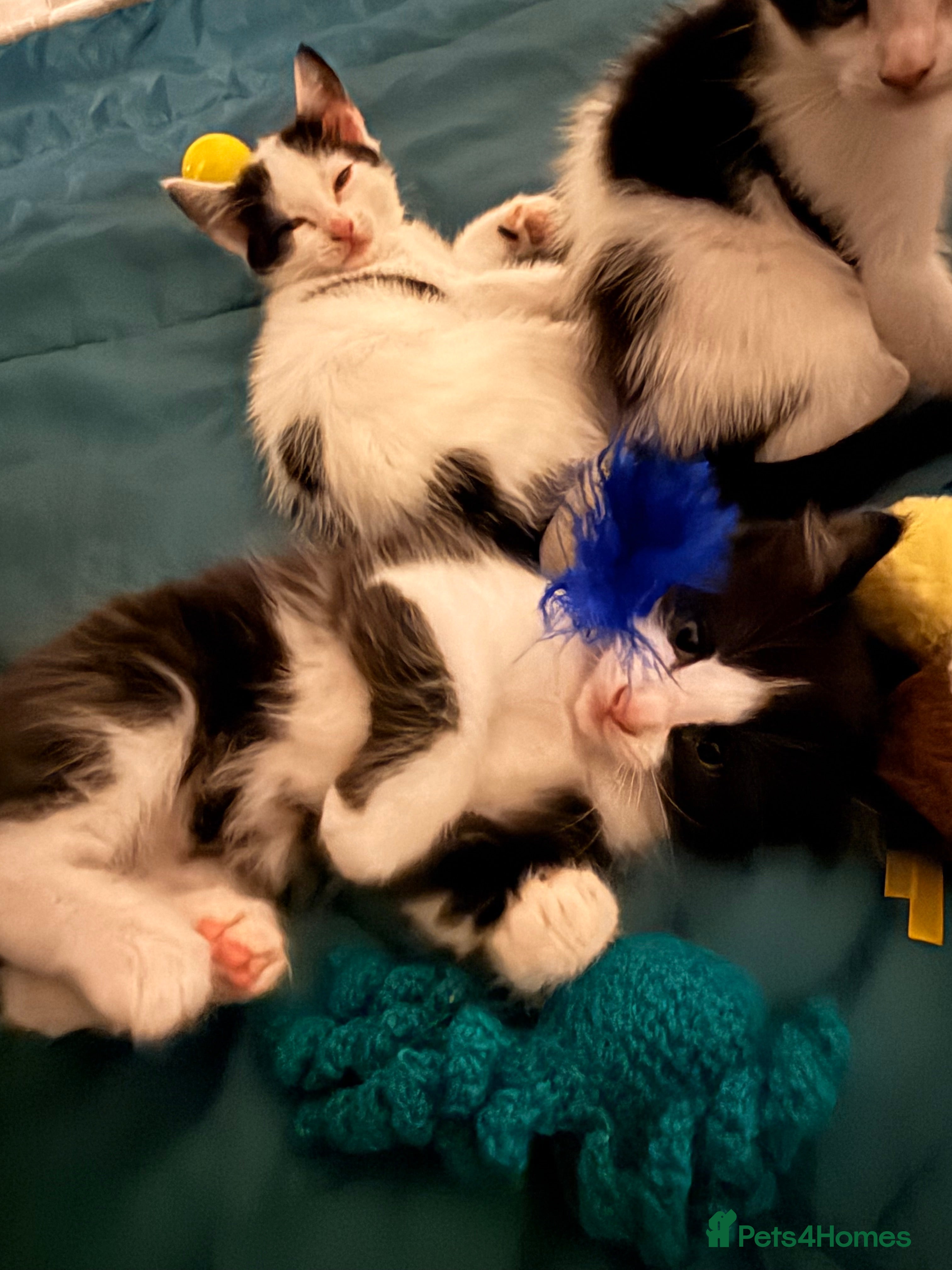 British Shorthair cats 4 adorable black and white kittens - Advert 7