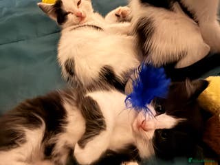 British Shorthair cats 4 adorable black and white kittens - Advert 7