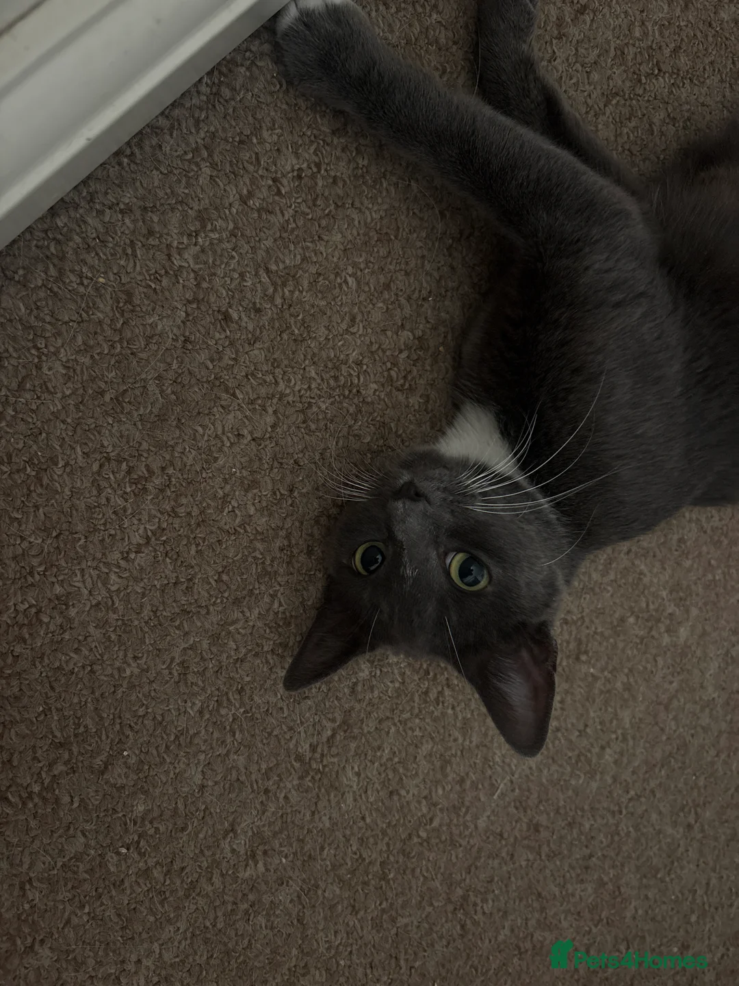 Mixed Breed cats for sale: Meet milo and kittens!  in Enfield - Advert 2