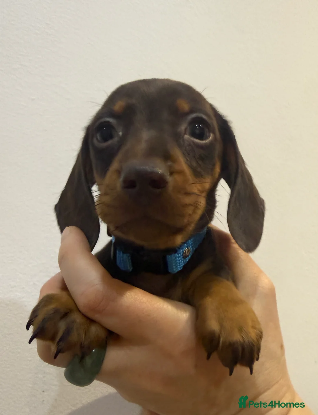 Miniature Dachshund dogs for sale: KC chocolate miniature dachshund puppies  - Advert 2