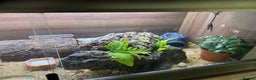 Leopard Gecko reptiles for sale: Leopard geeko and full set up  - Advert 4