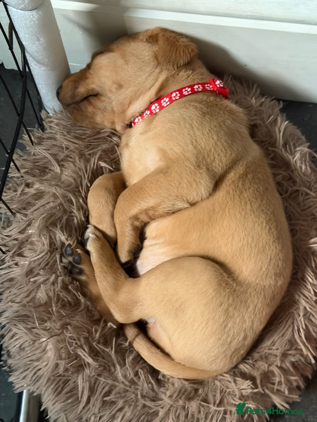 Labrador Retriever dogs for sale: ⭐️Beautiful Fox Red Labrador puppies ⭐️ - Advert 5