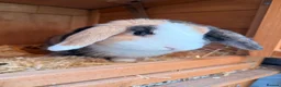 Lionhead rabbits for sale: Lop eared rabbit & lion head rabbit in Saint Helens - Advert 1