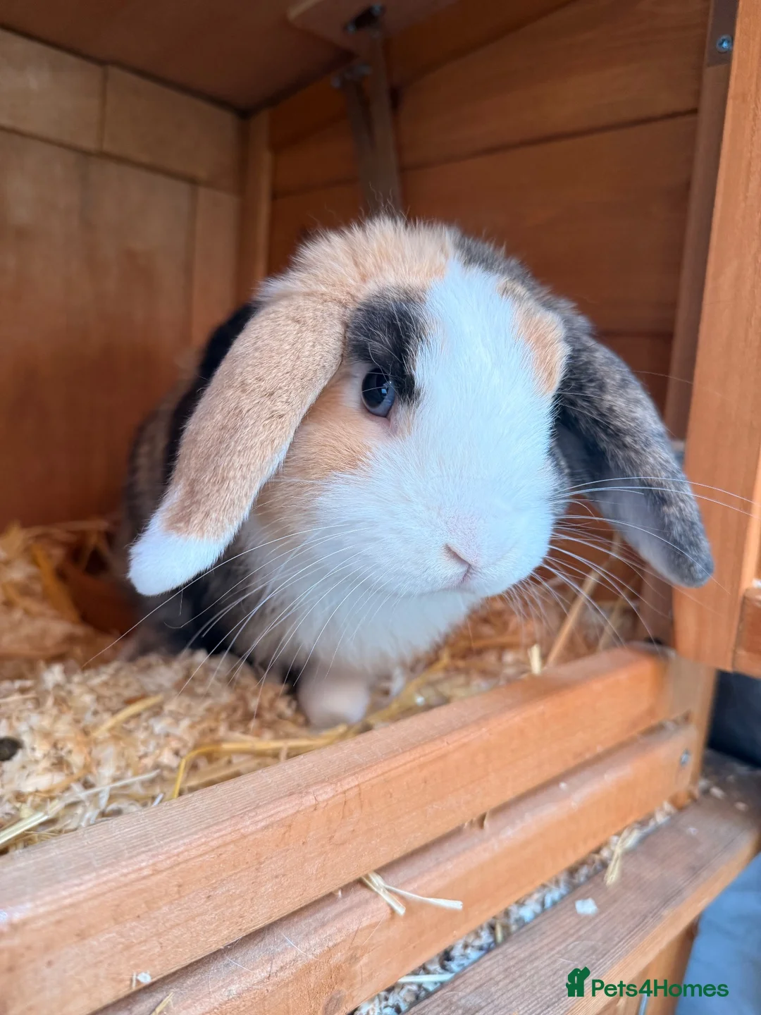 Lionhead rabbits for sale: Lop eared rabbit & lion head rabbit in Saint Helens - Advert 1