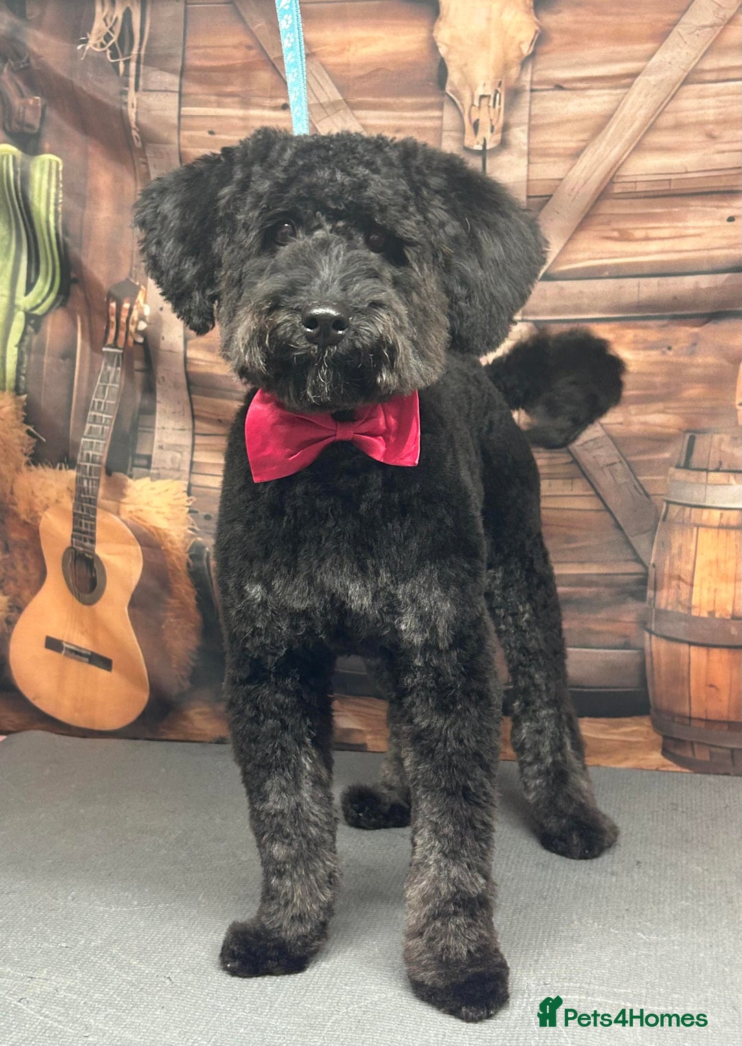 Cockapoo dogs for sale: Bonnie - Advert 1