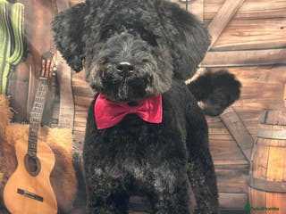 Cockapoo dogs Bonnie - Advert 1