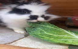 Lionhead rabbits for sale: Beautiful female Lion head rabbit for sale - Image 6