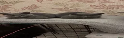 British Shorthair cats for sale: GCCF registered Blue BSH - Advert 2