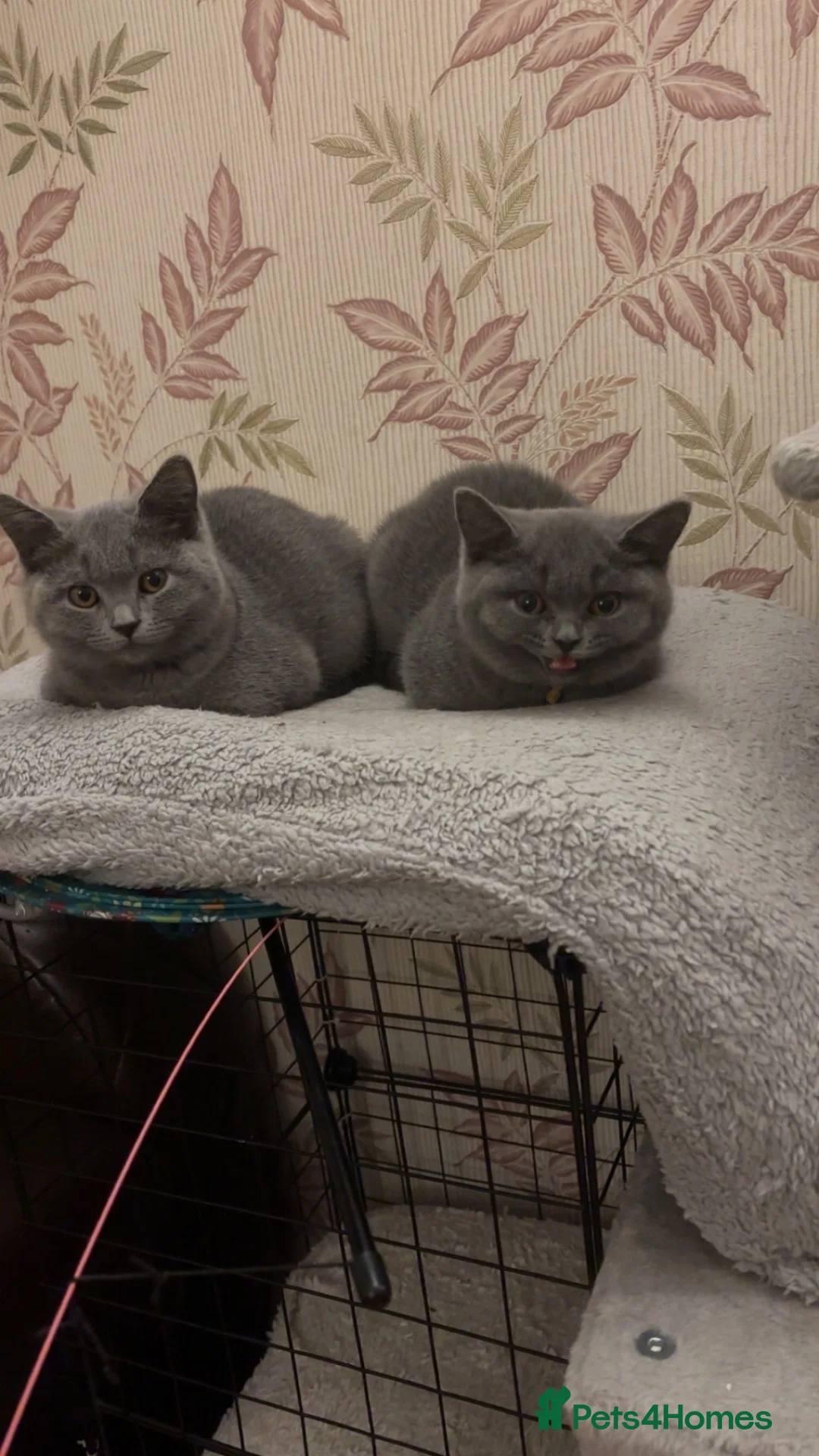 British Shorthair cats for sale: GCCF registered Blue BSH - Advert 2