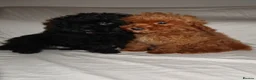 Toy Poodle dogs for sale: Toy poodle puppies  in Yarm - Advert 3