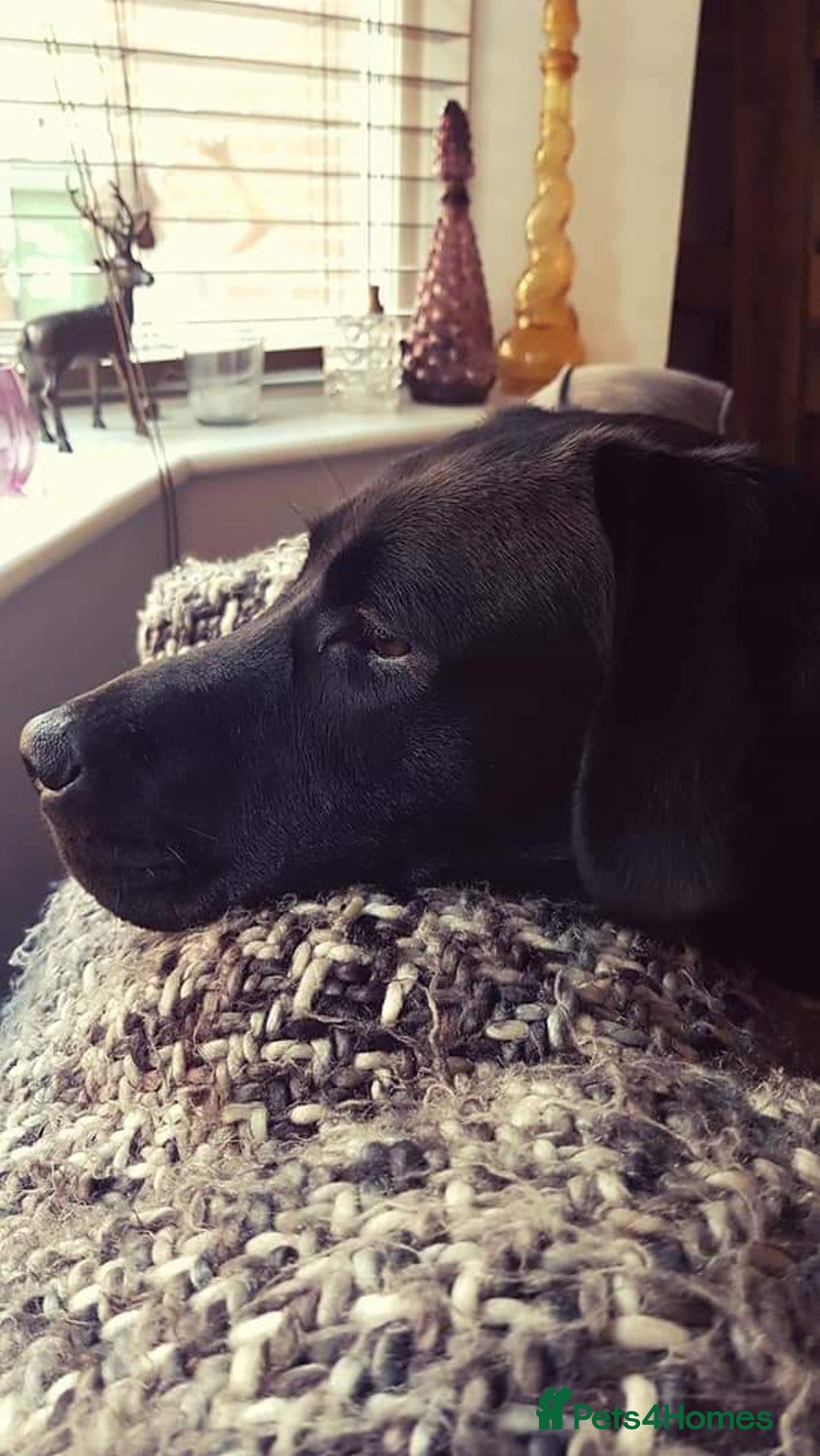 Labrador Retriever dogs for sale: 🐾 Labrador Puppies – Ready Early January 🐾 - Advert 2