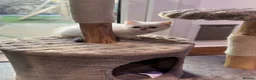 Scottish Fold cats for sale: British short hairs (Scottish straight) ready  - Advert 8
