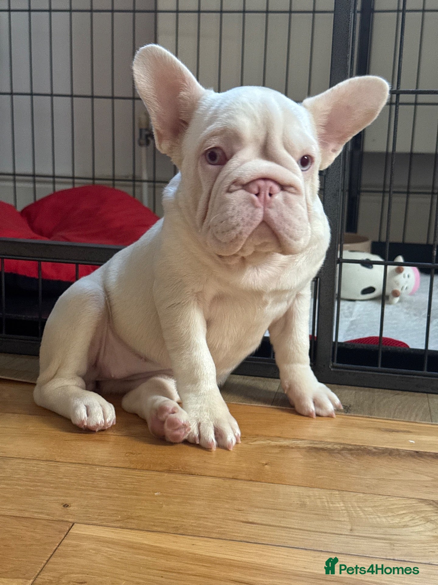 French Bulldog dogs for sale: French bulldog puppy girl  - Advert 16