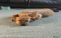 Mixed Breed dogs for sale: 6 month old female ridgeback mastiff cross. - Image 6