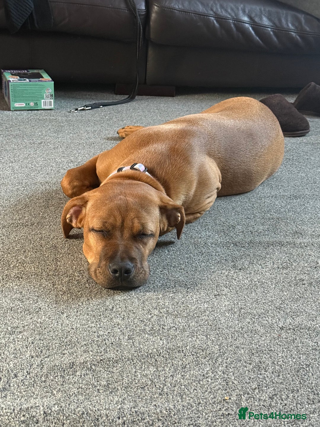 Mixed Breed dogs for sale: 6 month old female ridgeback mastiff cross. - Image 6